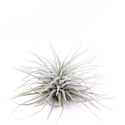 Le Tillandsia Tectorum XL est une plante  sans terre rare et velue