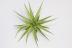 Tillandsia Aeranthos plante sans racine