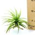 Tillandsia Aeranthos est une plante tropicale pour débutant