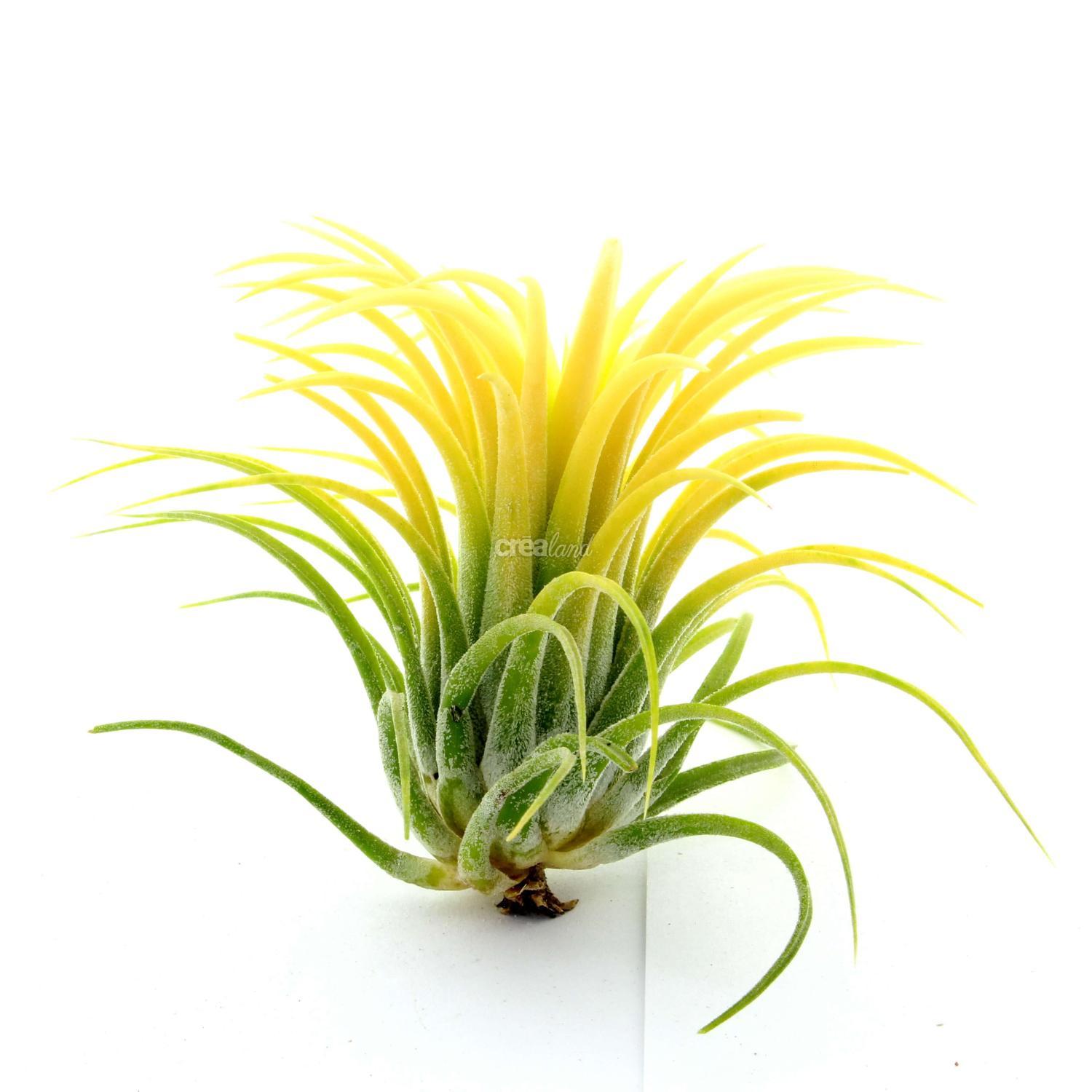 Tillandsia Ionantha Jaune L est une plante qui ressemble à un petit ananas.
