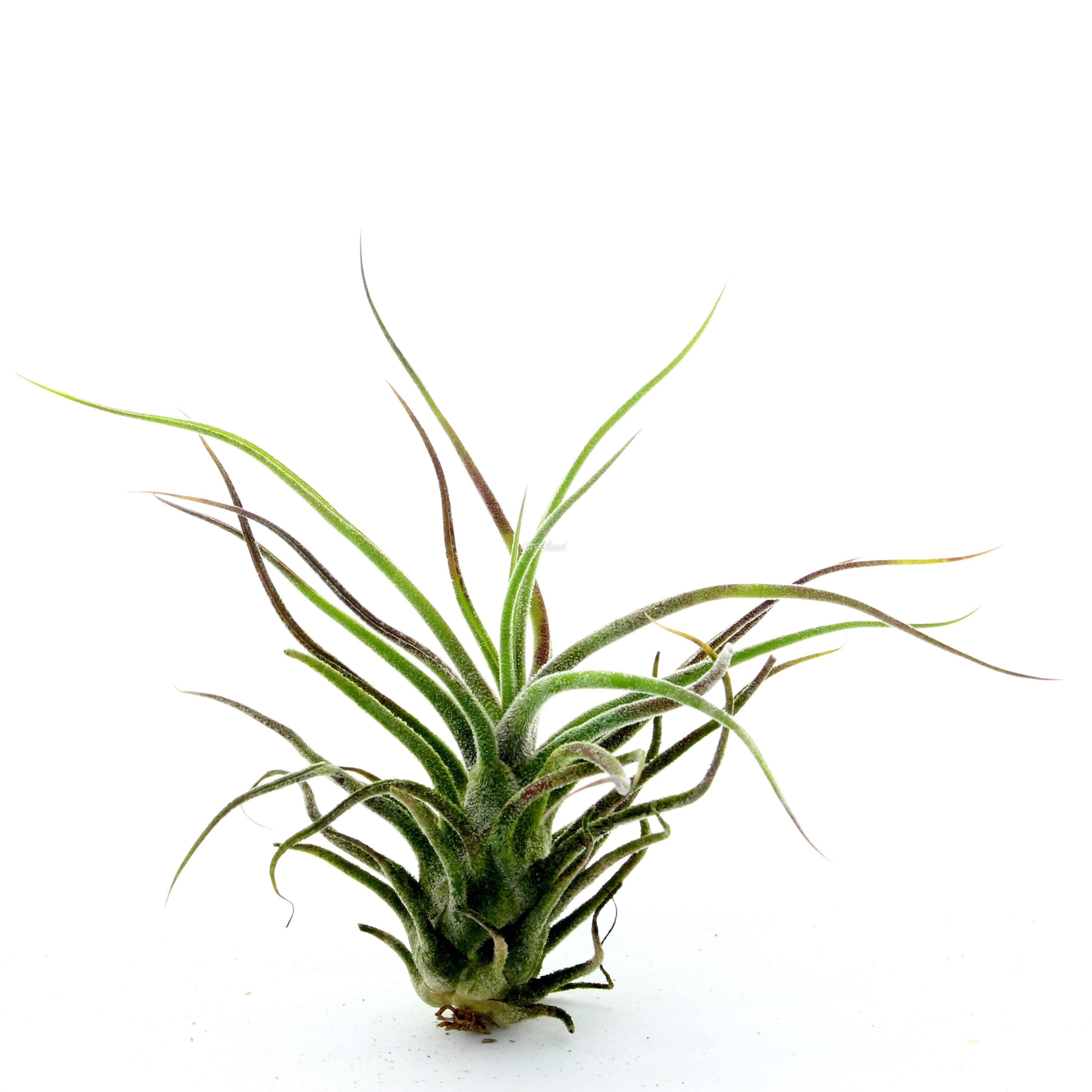 Tillandsia Pruinosa  est une plante sans racine