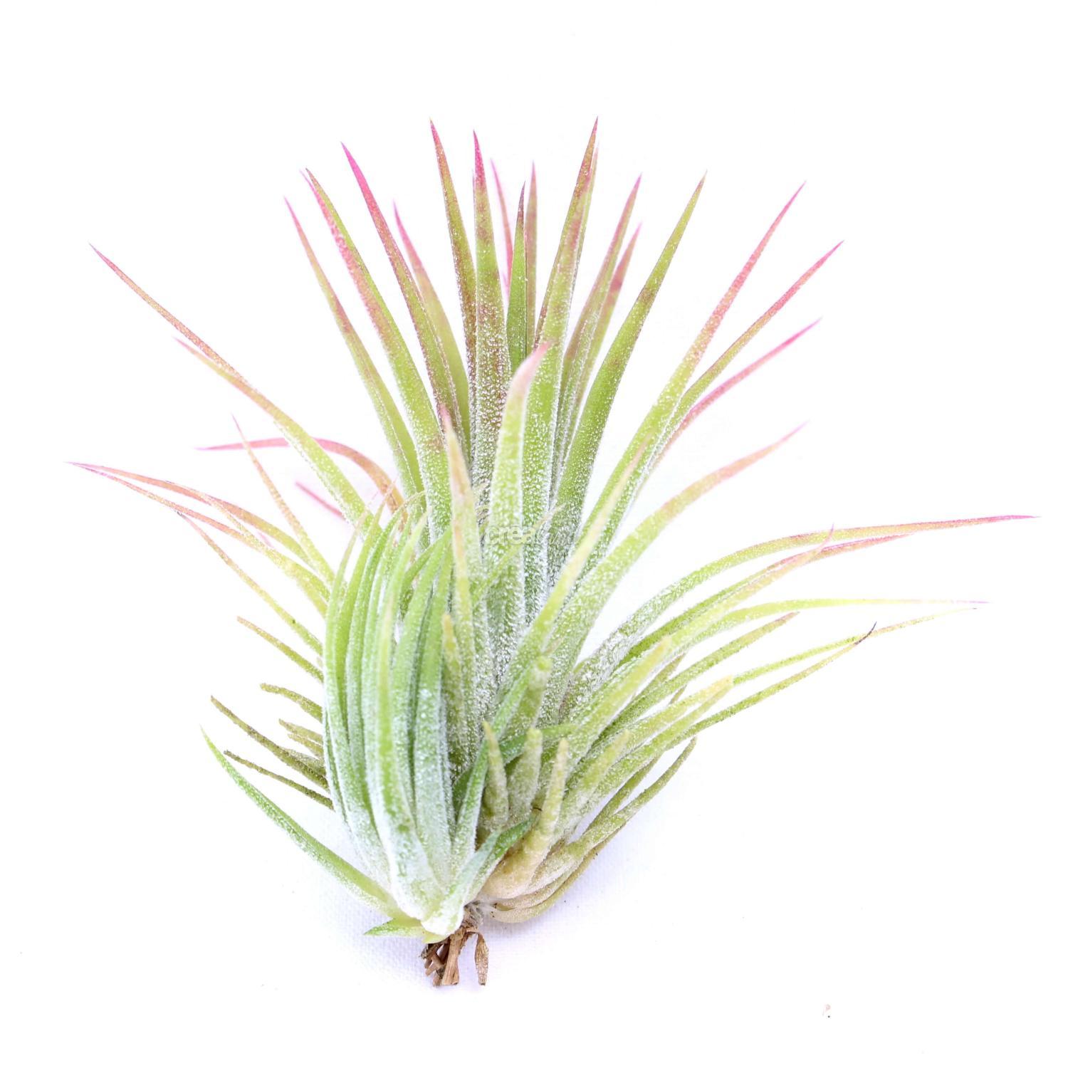 La plante Tillandsia Ionantha Huamelula M avec bébé ressemble a un petit ananas