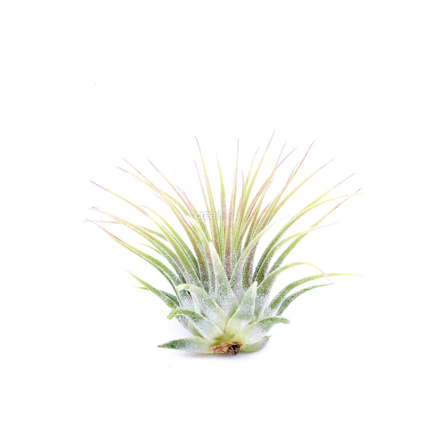 Tillandsia Ionantha mini est une plante qui ressemble à un petit ananas.