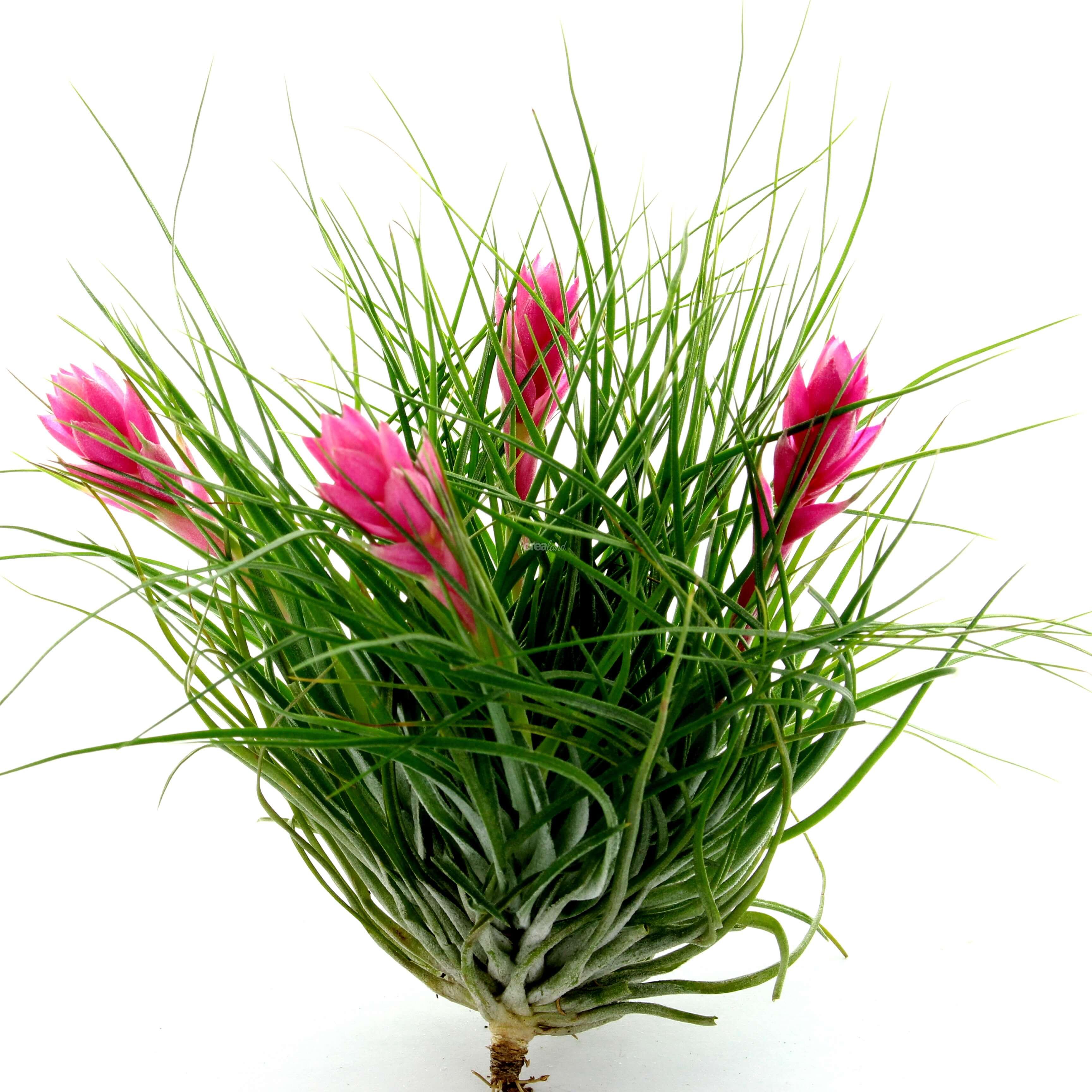 tillandsia stricta XXL bouquet en bouton est une plante sans terre à la floraison spectaculaire