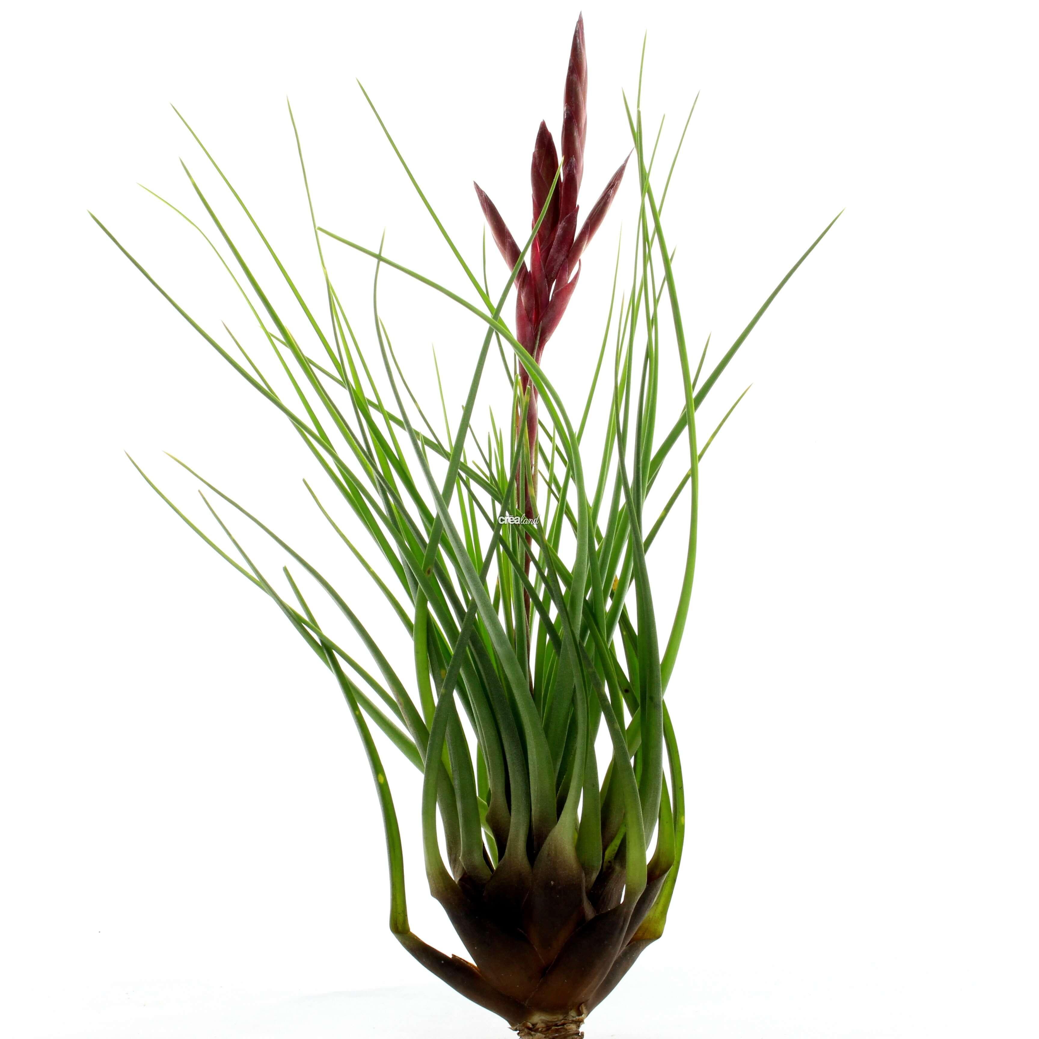 Le Tillandsia Tricolor Melanocrater L  est une plante sans terre filiforme