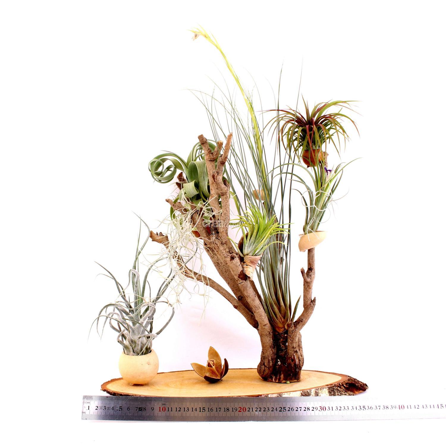 Une décoration florale exotique et ses 7 plantes Tillandsias