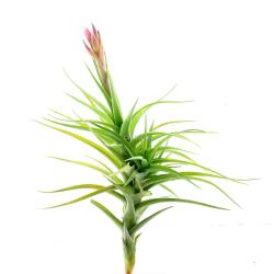 Tillandsia Bergeri plante sans racine aime l'humidité