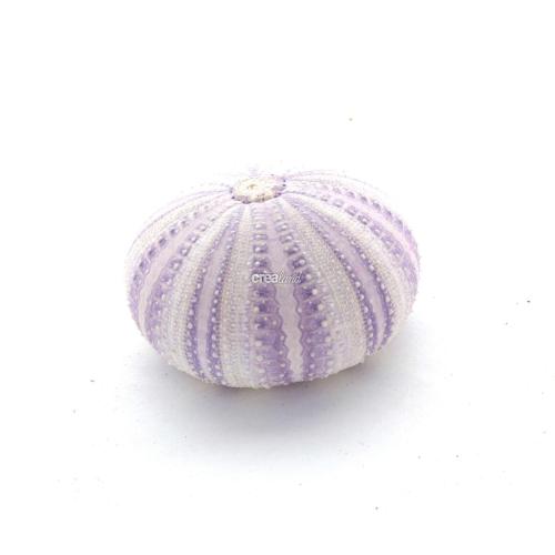 Oursin violet pour une décoration originale dans un vase ou jardin zen