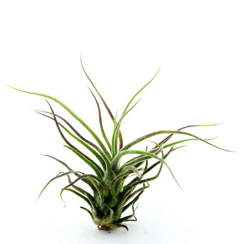 Tillandsia Pruinosa  est une plante sans racine