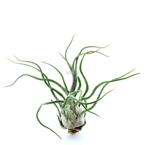 Tillandsia Bulbosa-Strepto est une plante sans terre, utilisé pour la décoration de terrarium