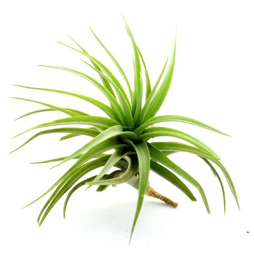 Le Tillandsia Aeranthos M est une plante sans terre facile d'entretien.