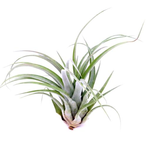 Le Tillandsia Strepto-Brachy M est une plante pour terrarium