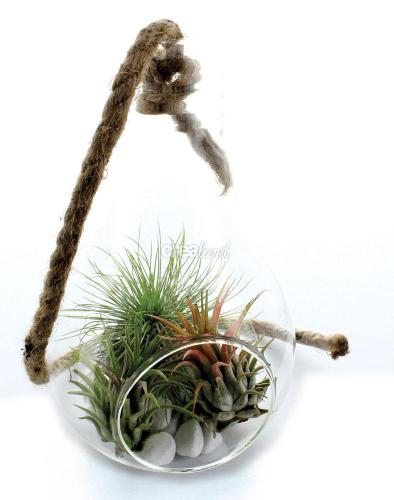 Joli terrarium de verre en forme de poire garni de tillandsias, plantes sans terre réclamant peu d'entretien. A suspendre ou à poser