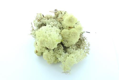 Island mousse est un lichen stabilisé pour garnir vos décorations florales