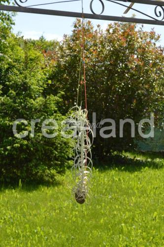 Belle suspension exotique avec un Tillandsia Streptocarpa
