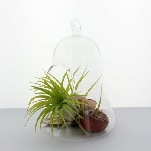 Décoration de Table Cloche en verre et sa plante sans terre