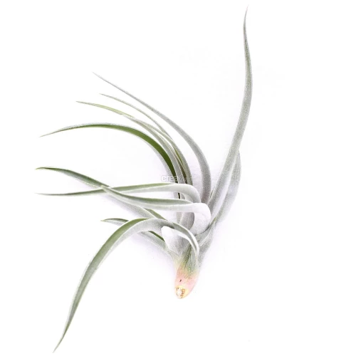 Tillandsia Fresnilloensis M est une plante épiphyte qui ressemble au Tillandsia Albida