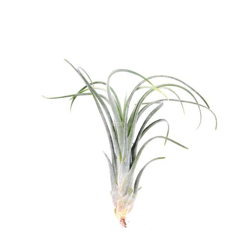 Tillandsia ionantha- Baileyi Lest une plante Hybride sans racine