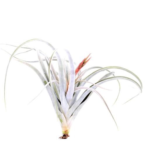 Super plante sans racine ce Tillandsia Elizabethiae pour garnir votre centre de table de mariage