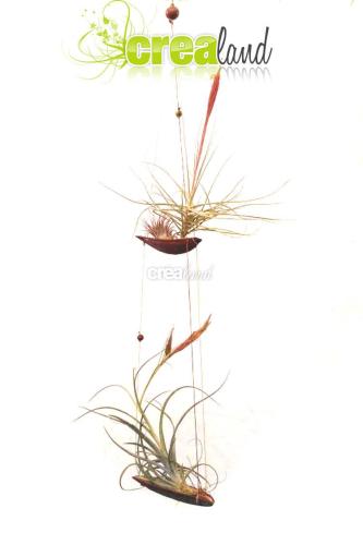Jardin suspendu de tillandsias schiedeana, ionantha rosea et rectifolia