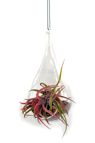 Joli terrarium de verre en forme de goutte garni de tillandsias, plantes sans terre réclamant peu d'entretien. A suspendre ou à poser