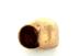 Coquille d'Escargot doré lot de 6    Offert dans le lot de 6 Tillandsias Ionantha N1