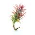 Tillandsia Ionantha Vanhyningii est une plante caulescente