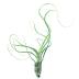 Tillandsia Bulbosa-Bailey est une plante sans terre qui pousse en Californie