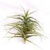 Tillandsia Aeranthos L est une plante sans terre qui se reproduit rapidement en formant des boules