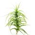 Tillandsia Bergeri XL, est une plante sans racine qui peut être cultivée toute l'année dehors