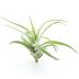 Tillandsia Harissii M est une plante tropicale qui n'aime pas l'humidité