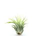 Tillandsia Kolbii S est une plante aérienne qui aime l'humidité