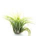 Tillandsia Kolbii en bouton M est une plante qui se reproduit facilement