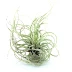 Tillandsia oaxacana M est une plante sans terre qui aime un environnement lumineux