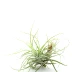 Tillandsia Oaxacana S en bouton est une plante exotique au feuillage blanc argenté