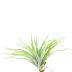 Tillandsia Plagiotropica S est une plante épiphyte pour décoration de terrarium