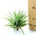 Tillandsias Plagiotropica M est une plante sans terre qui aime l'humidité