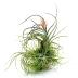 Tillandsia Pruinosa est une plante aérienne qui aime un environnement ensoleillé