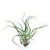Tillandsia Bulbosa-Strepto est une plante sans terre, utilisé pour la décoration de terrarium
