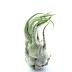 Tillandsia Seleriana S est une plante facile d'entretien