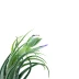 Le Tillandsias Sélériana Len bouton est une plante sans terre
