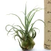 Le Tillandsia Sélériana XL est une plante épiphyte