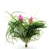 Tillandsia Stricta XL bouquet en bouton a besoin d'un environnement ensoleillé