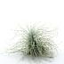 Tillandsia Tectorum Snow  XLest une plante tropicale qui n'aime pas l'humidité