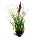 Tillandsia Tricolor L est une plante sans racine  qui les endroits lumineux et ensoleillés
