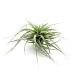 Tillandsia Xérographica S est une plante exotique