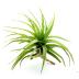 Le Tillandsia Aeranthos M est une plante sans terre facile d'entretien.
