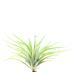 Le Tillandsia Plagiotropica L est une plante sans terre au feuillage doux