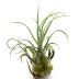 Le Tillandsia Seleriana XL est une plante sans terre facile d'entretien
