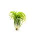 Tillandsia Ionantha Green M est une plante qui ressemble à un petit ananas.